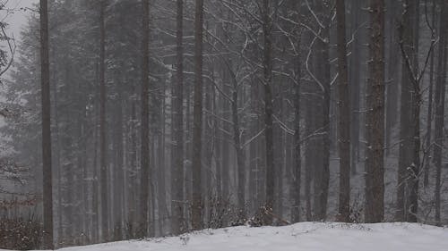 Snowing in Forest