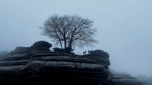 Deer on Rock in Fog