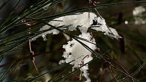 Frost on Needle Shaped Leaves