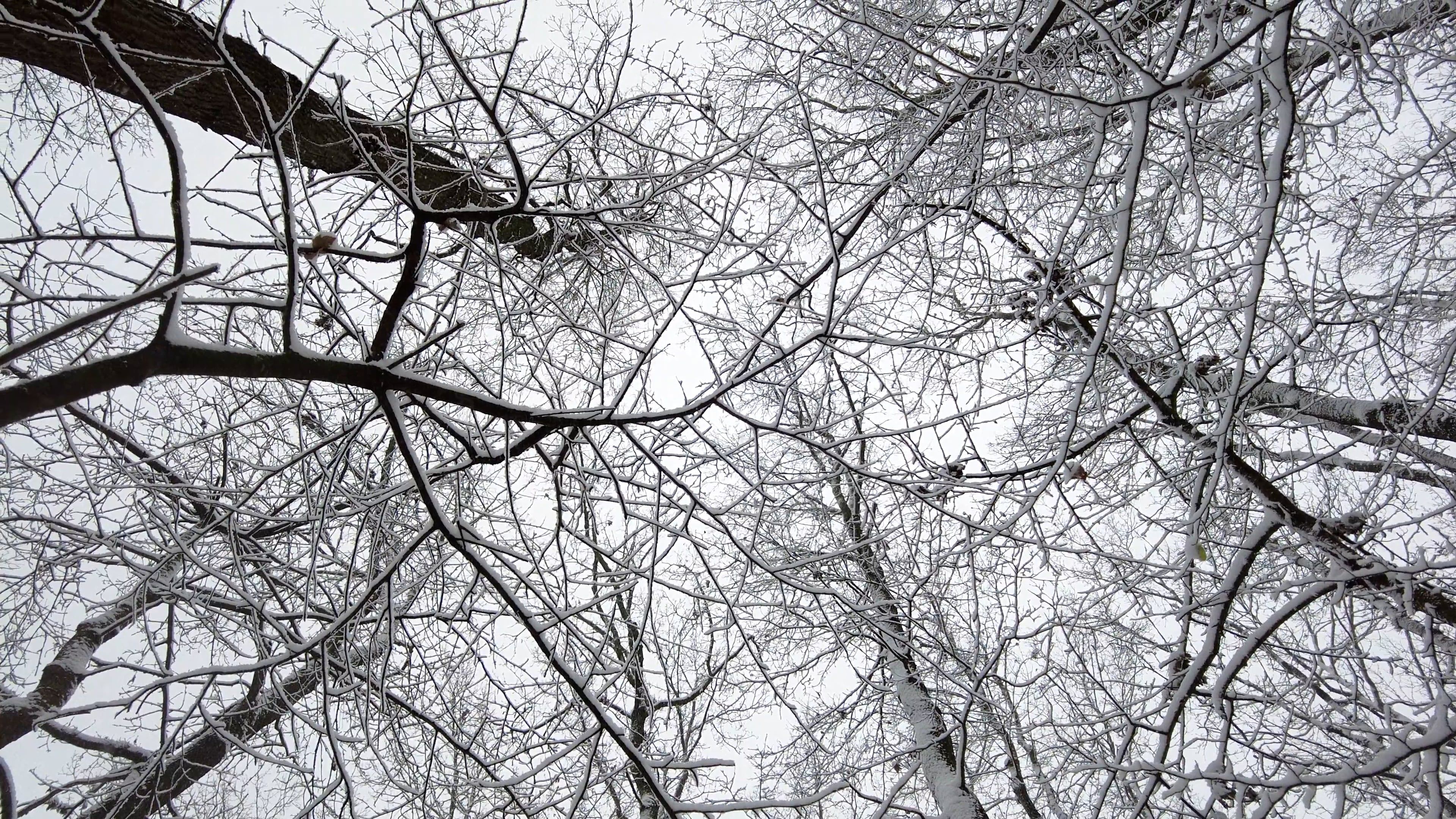 tilt shot of snow covered trees 10555487 — free pexels stock footage