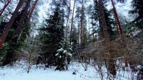 Snow in Coniferous Forest