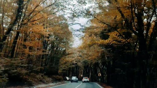 Driving Car on Road in Forest