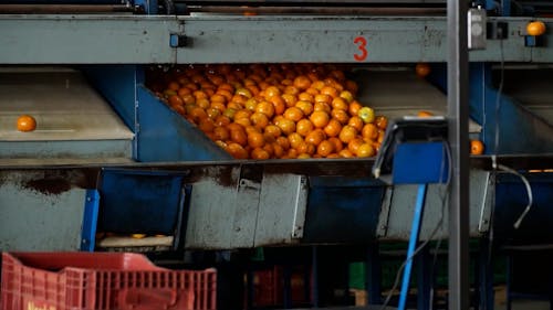 An Industrial Machine Sorting Tangerines 