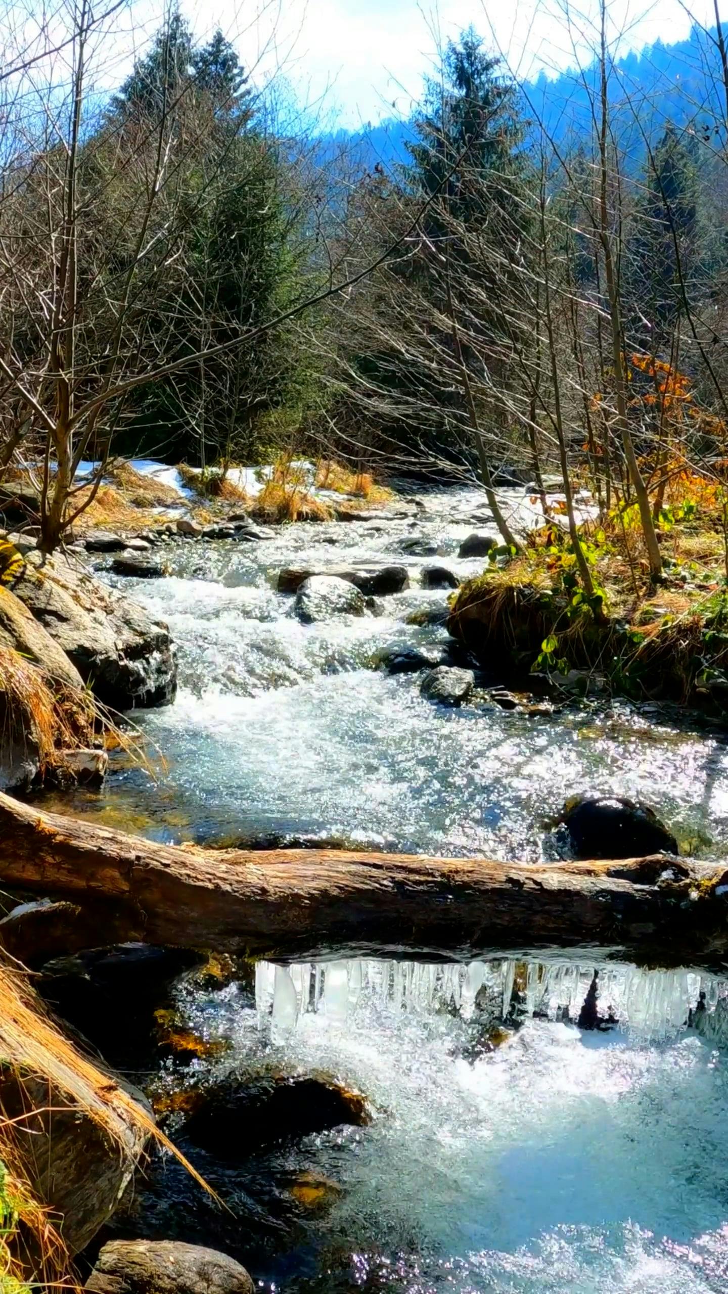 ice on tree trunk over stream 10580537