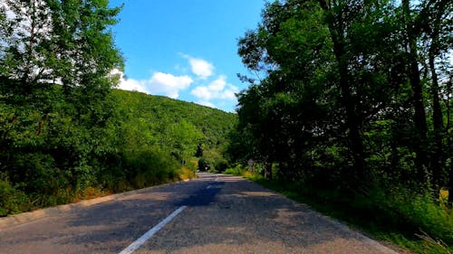 Driving on Road through Forest