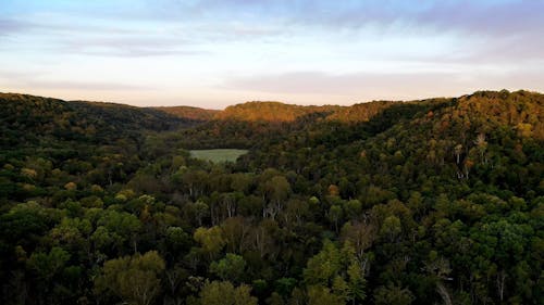 Drone Footage of a Dense Forest on a Hill