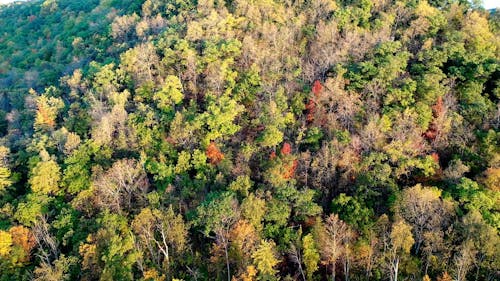 Drone Footage of a Dense Forest