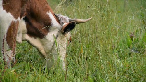 Brown Cow Eating Grass