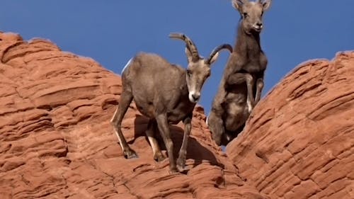 Young Bighorn Sheep Climbing on Rock Formations