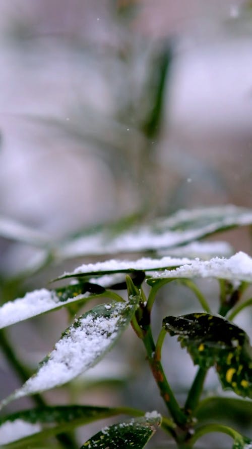 Close-up of Snow Falling on Green Leaves
