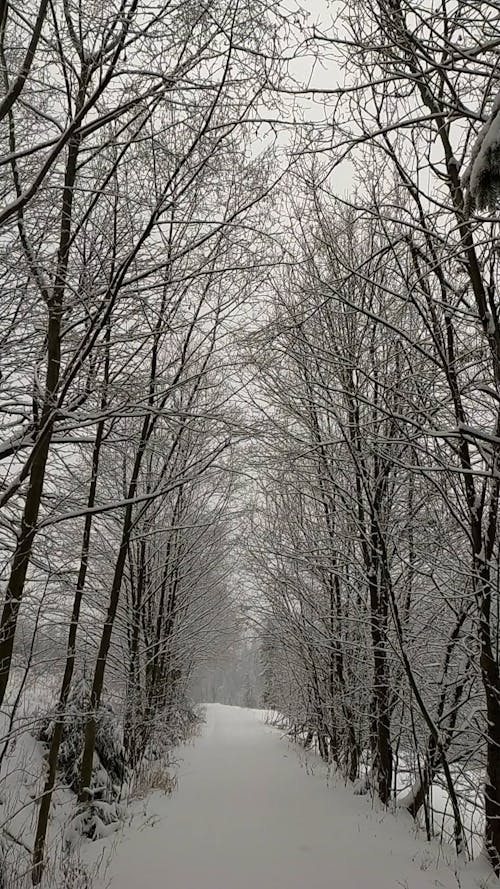 Trees at Winter