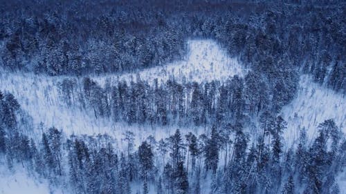 Aerial View of Forest in Winter