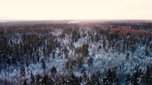 Vast Forest in Winter
