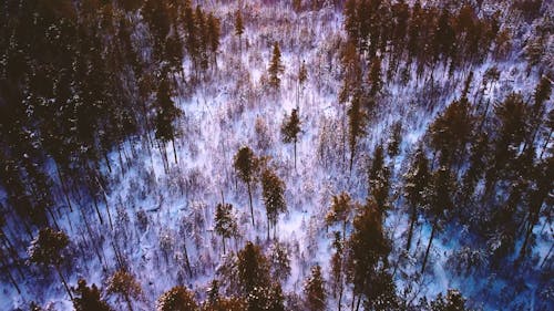 Aerial View of Forest in Winter