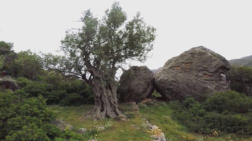 볼더스 근처의 오래된 올리브 나무