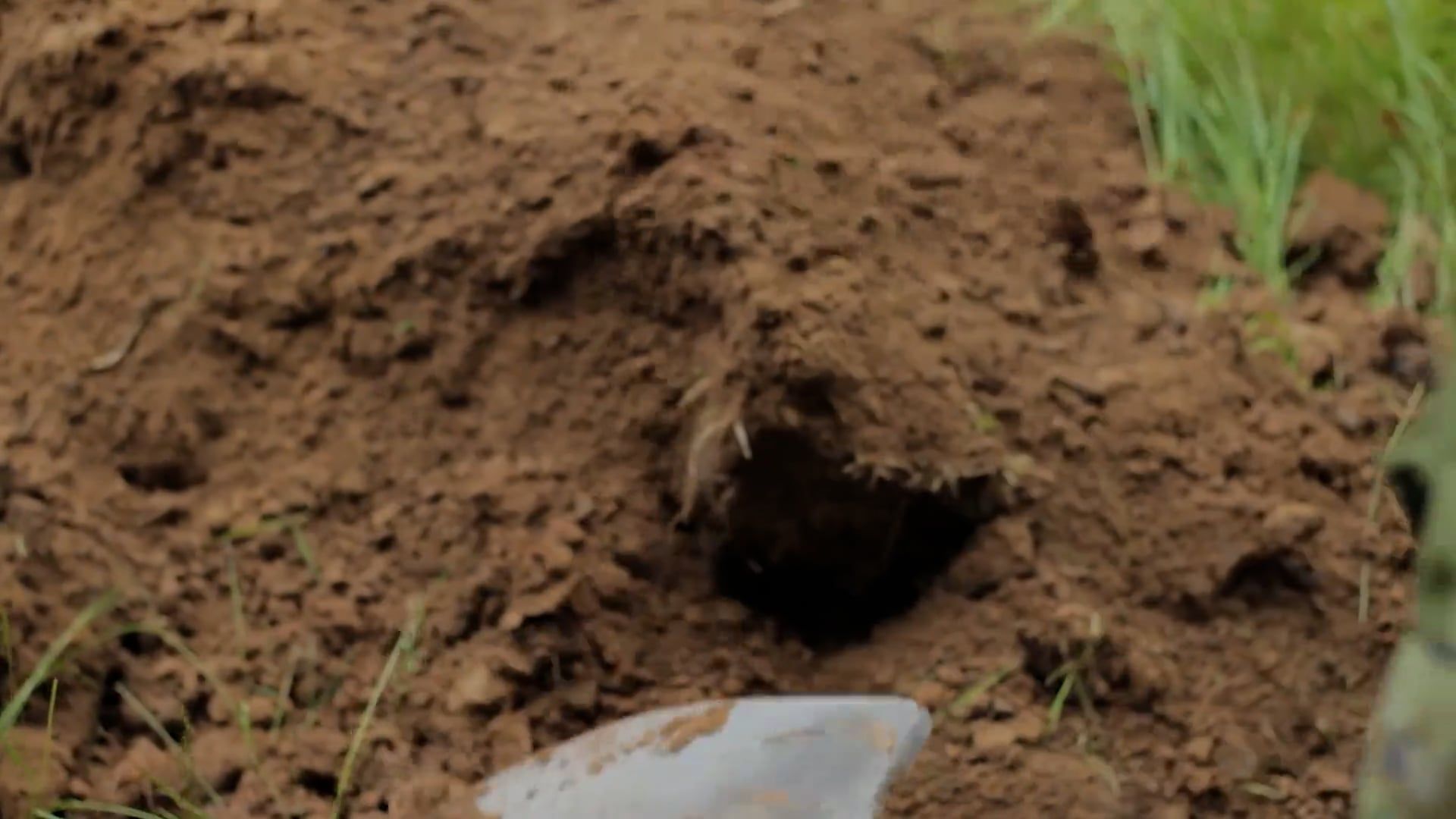 Digging Back In Person Digging a Hole With Shovel Free Stock Video Footage, Royalty ...