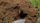 digging