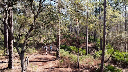 People Walking in Forest