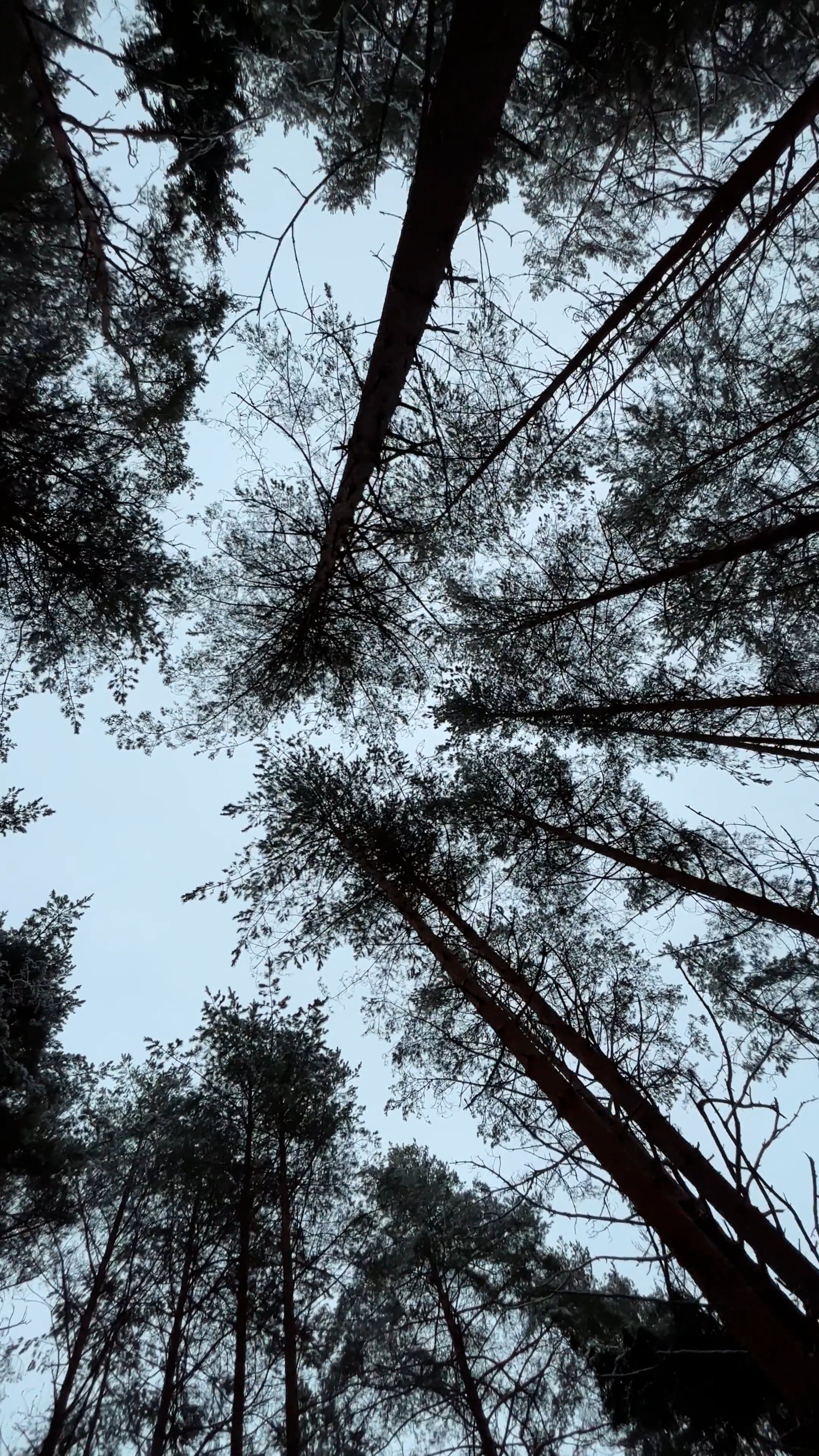 Video by Dmitry Marchenkov