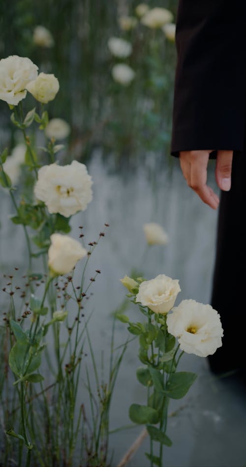 Woman Hand Touching Flowers in Water