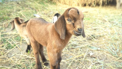 A Little Brown Goat Bleating 