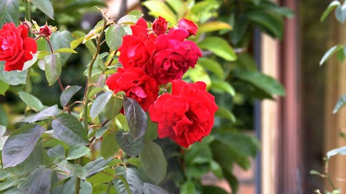 Close up on Red Flowers