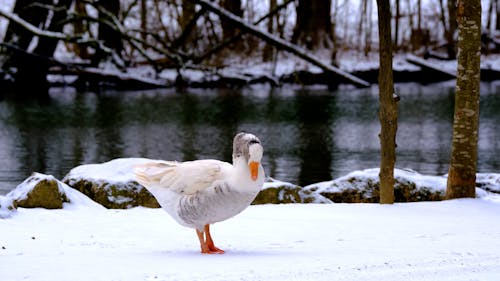 Goose on Snow by River
