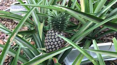 pineapple plant