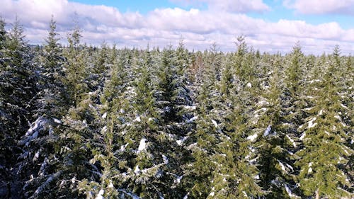 Snowcapped Trees in Forest in Winter