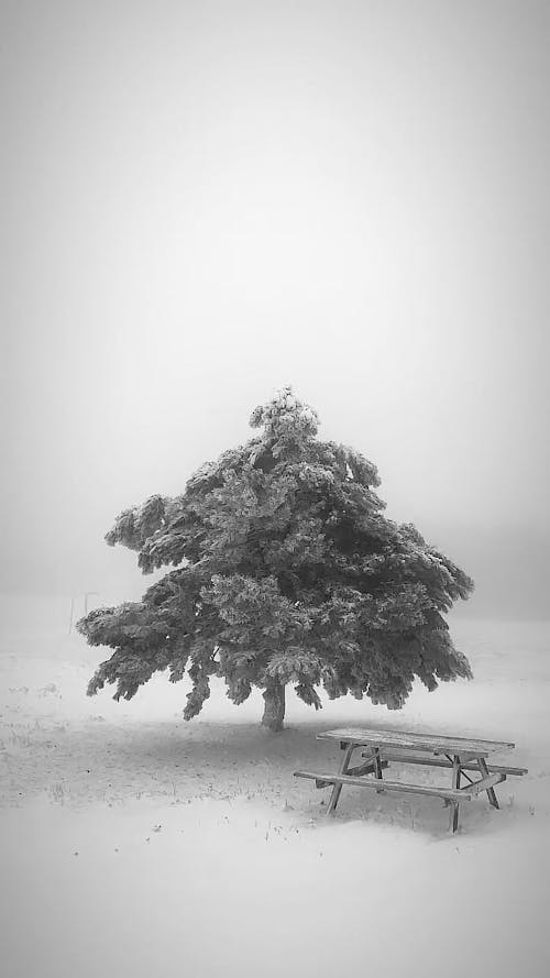 Tree on Foggy Winter Day