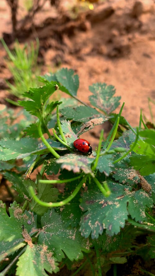 Close up on Ladybug on Leaf