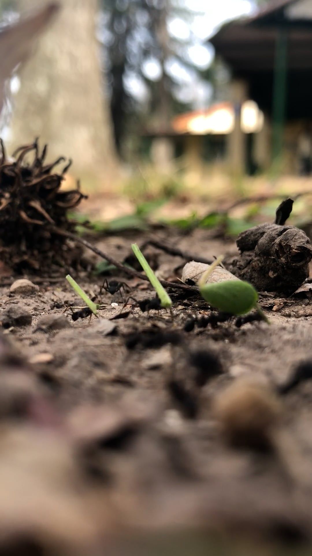 Animate Insects Videos, Download The BEST Free 4k Stock Video Footage ...