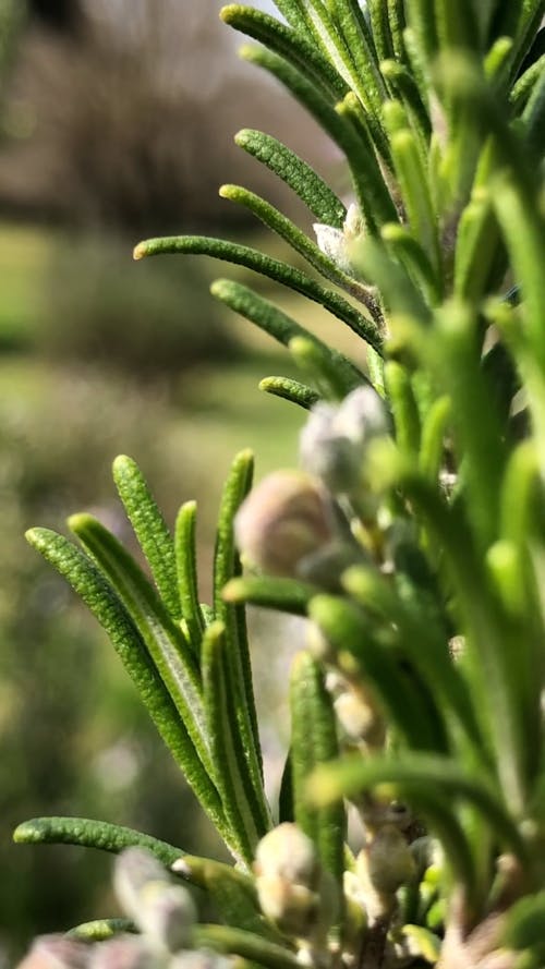 Close-up of a Bee Pollinating a Rosemary Flower