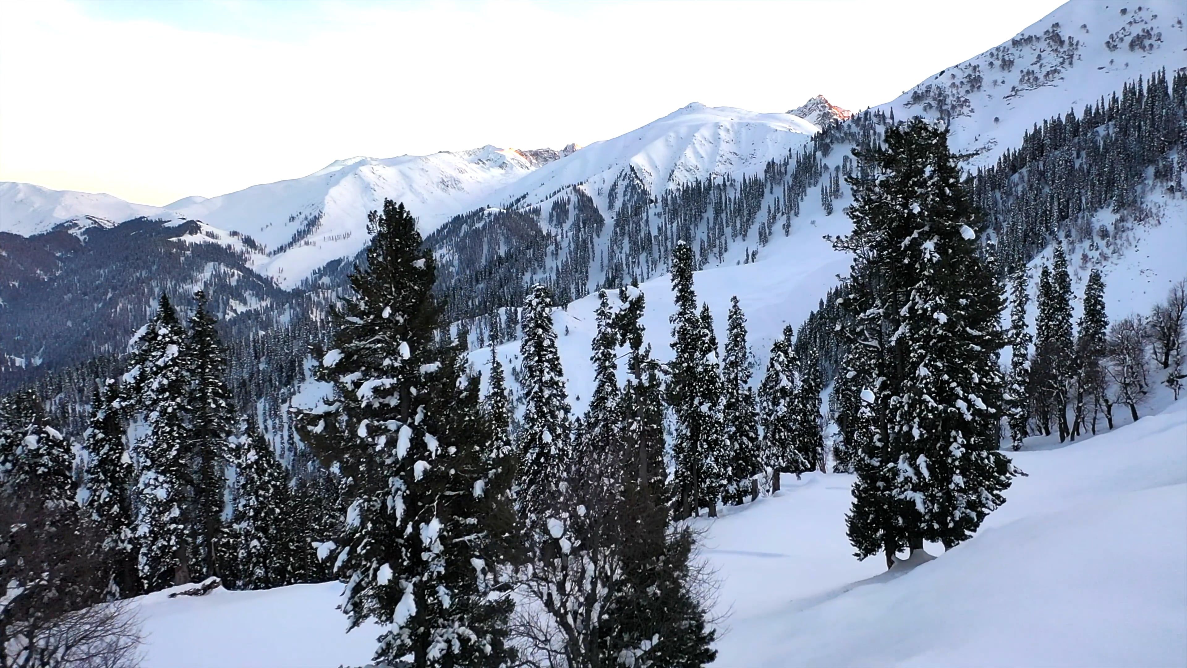 Drone Footage of Snow Covered Trees and Mountains Free Stock Video ...