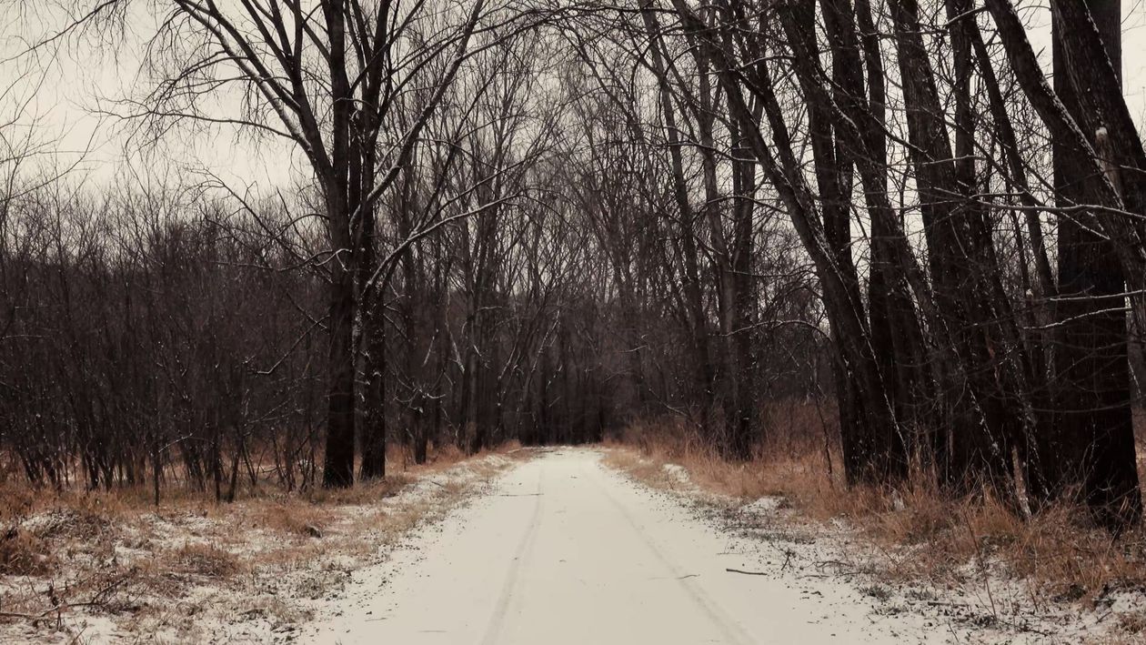 Leafless Trees and a Snow Covered Path Free Stock Video Footage ...