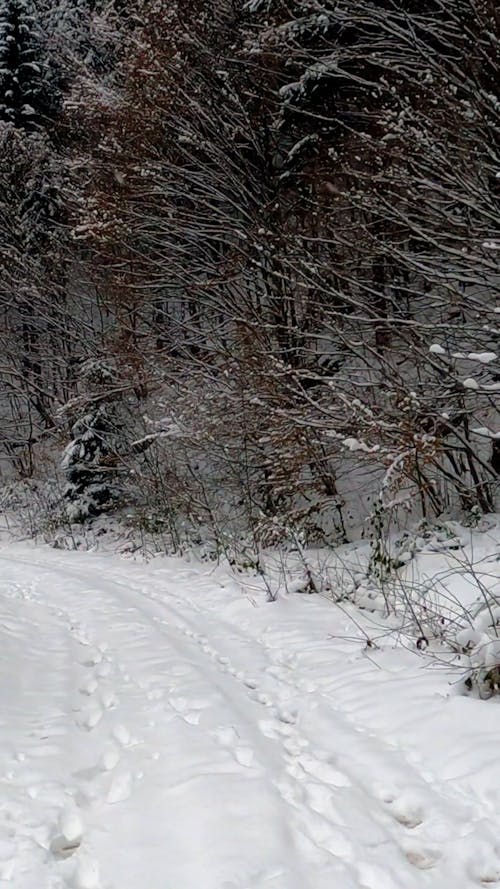 Forest Road in Winter