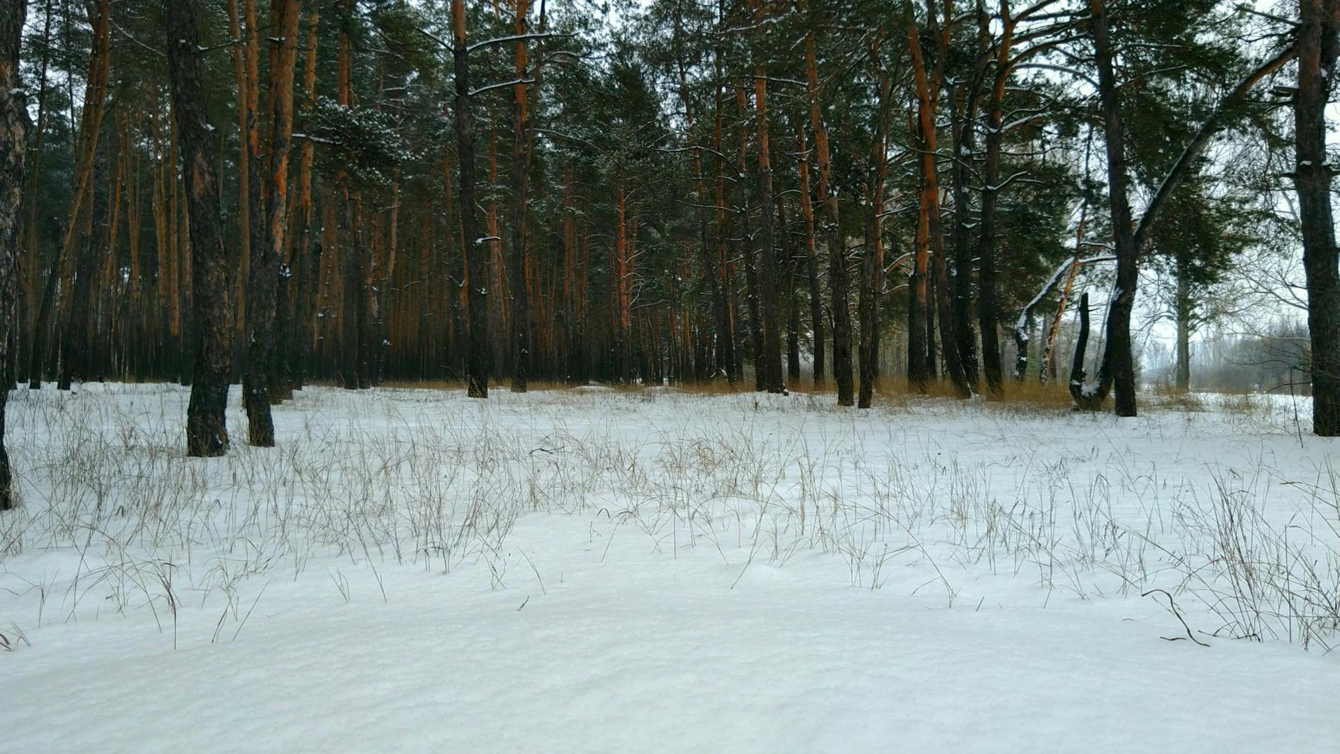 Video by MC  QUATTRO