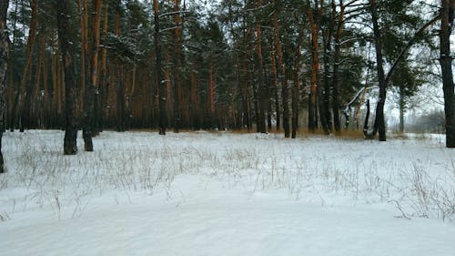 Snow Covered Ground in a Winter Forest