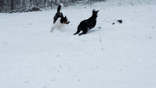 Two Playful Dogs Running in the Snow