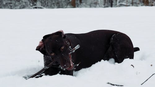 German Shorthaired Pointer on Snow