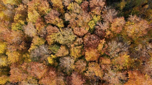 Aerial Footage of an Autumn Forest 