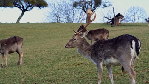 Herd of Deer in Grass Field