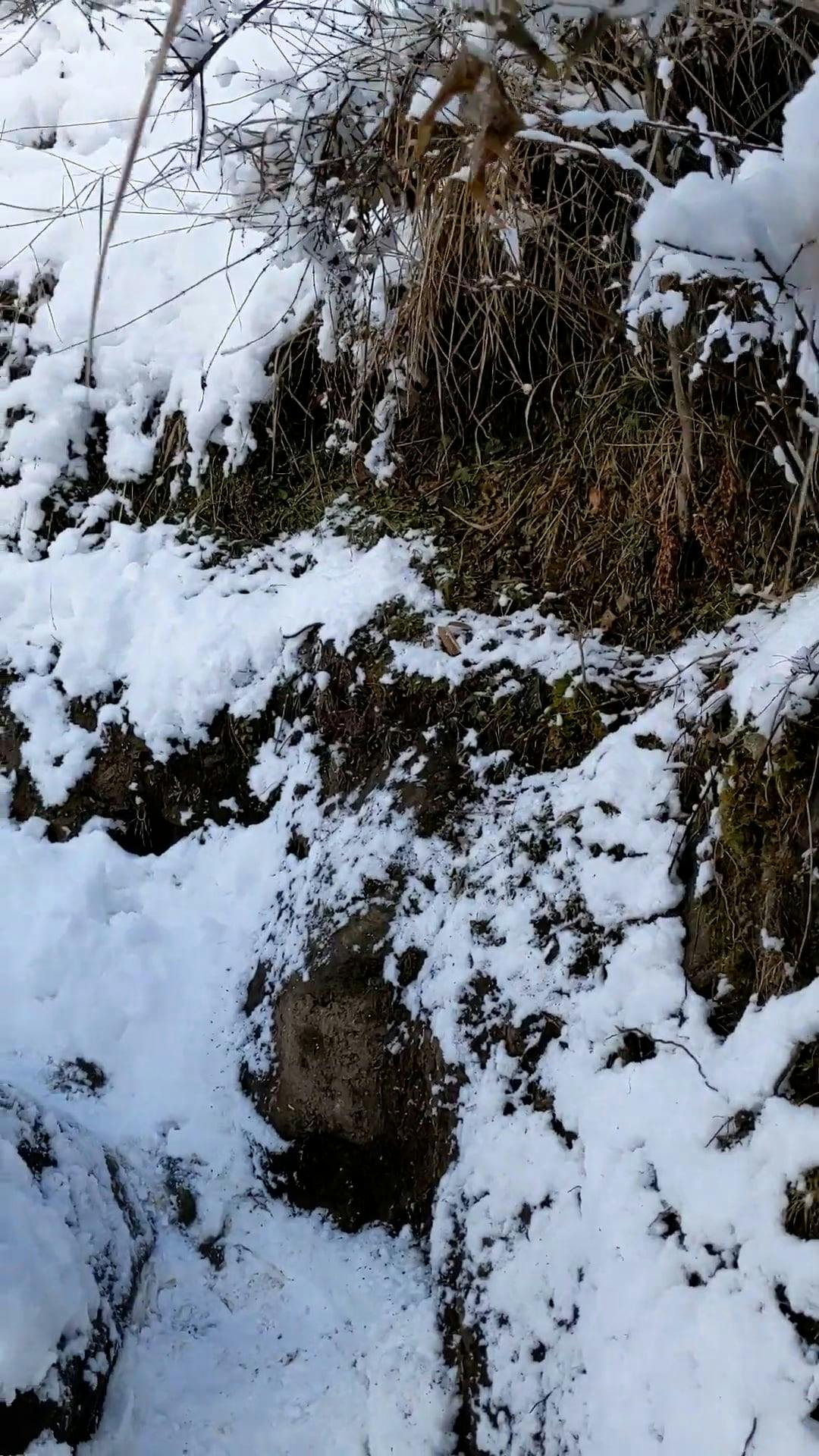 walking on footpath in forest in winter 10782542