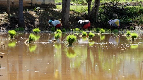 People Working on Rice Field