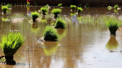 Water on Rice Field