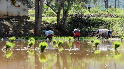 People on Rice Field