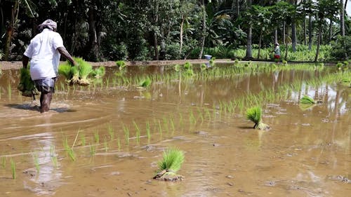 Person Carrying Plants on Rice Field