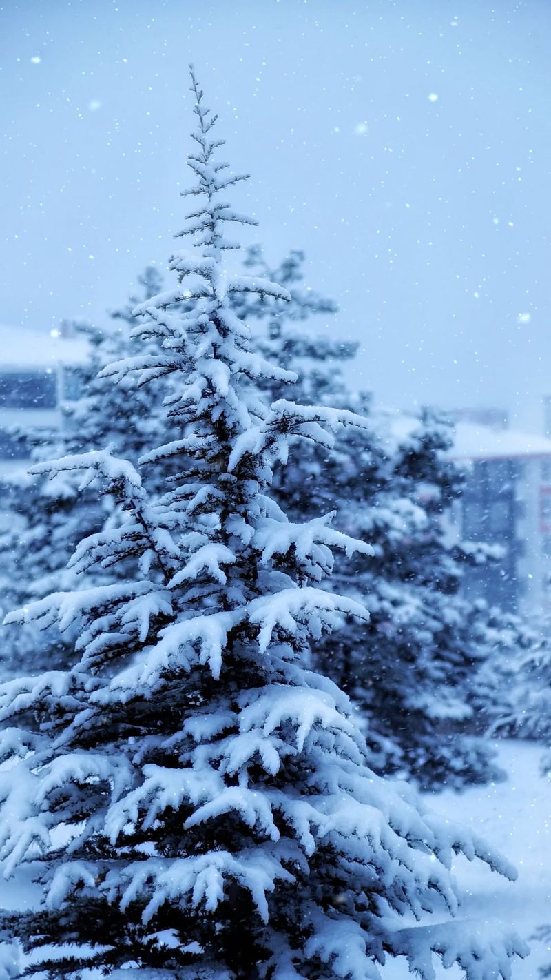 Video Of Snowfall Free Stock Video Footage, Royalty-Free 4K & HD Video Clip
