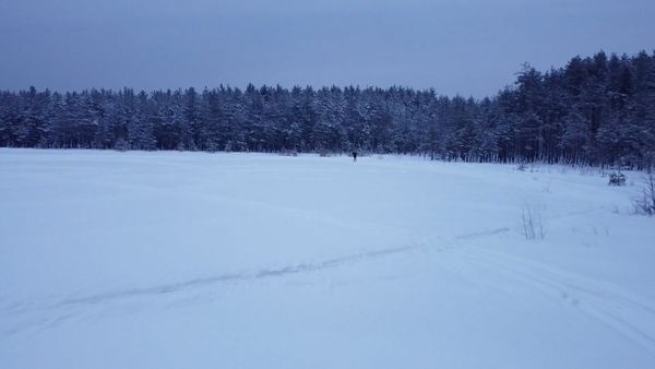 Serene Snowy Forest Landscape in Winter Free Stock Video Footage ...