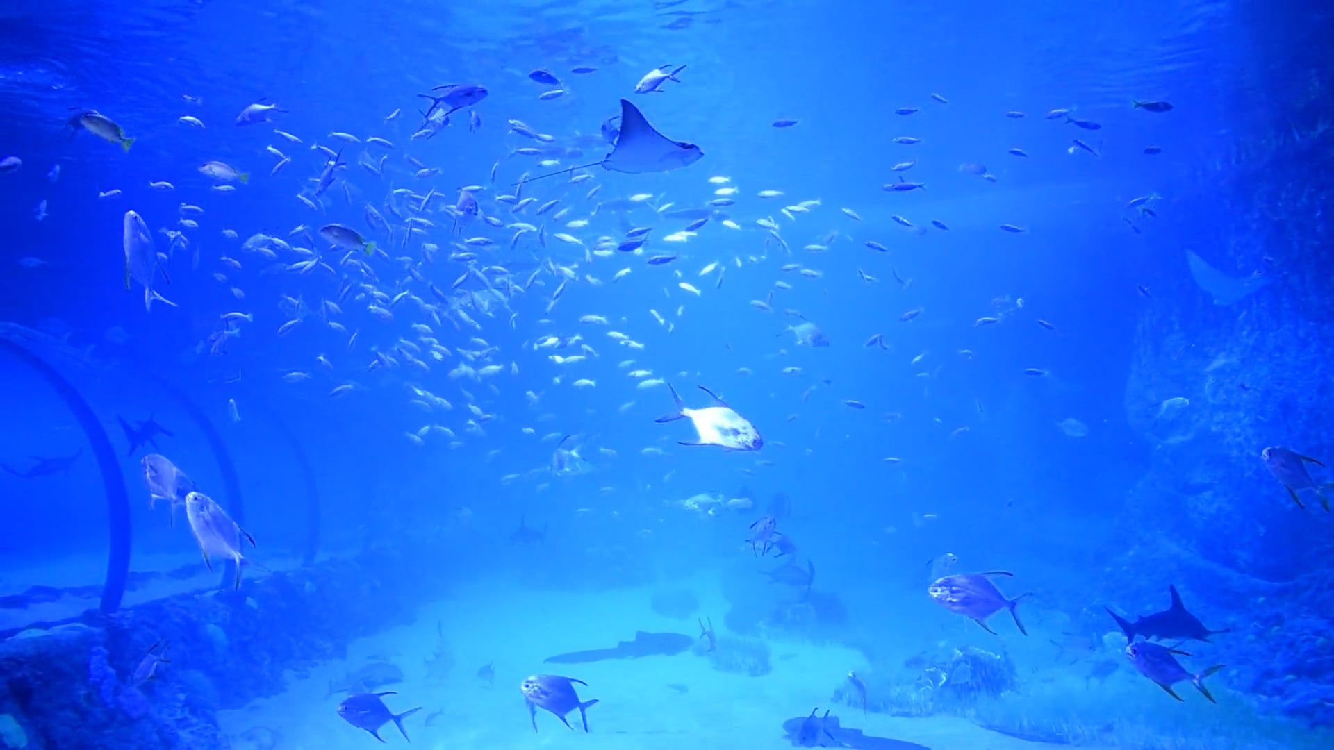 fish swimming under water 10800300 — free pexels stock footage